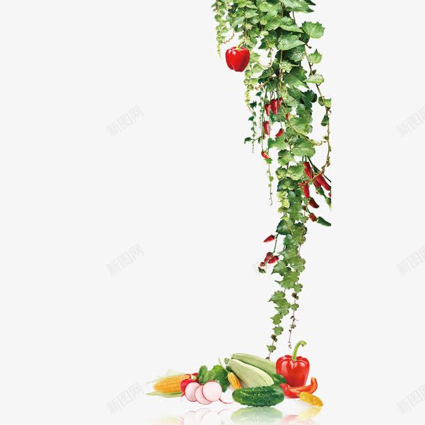 花藤png免抠素材_88icon https://88icon.com 绿叶 花藤 蔬菜 辣椒 青瓜