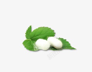 绿色树叶蚕丝png免抠素材_88icon https://88icon.com 树叶 绿色 蚕丝