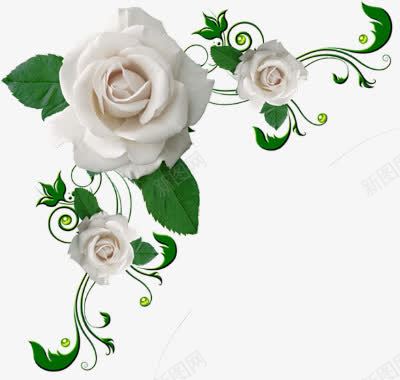 白色玫瑰花唯美边框png免抠素材_88icon https://88icon.com 唯美 玫瑰花 白色 边框