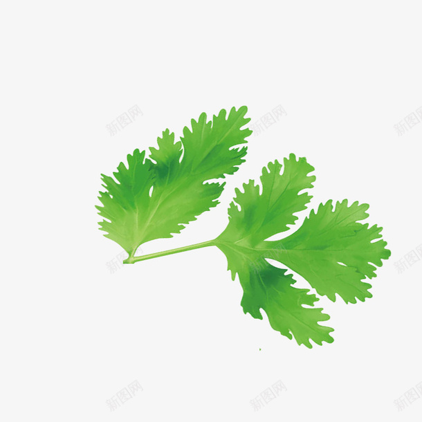绿色芹菜叶子png免抠素材_88icon https://88icon.com 免费抠图 叶子 植物 绿色 芹菜叶子 菜叶 蔬菜 青菜