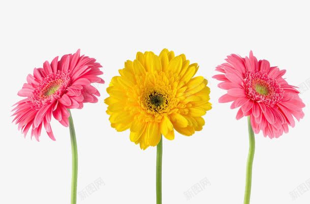 粉色和黄色菊花png免抠素材_88icon https://88icon.com 三朵菊花 实物 法国蜡菊 粉色 花朵 花瓣 花草摄影 菊花 菊花图案 菊花花束 非洲菊 鲜花 黄色