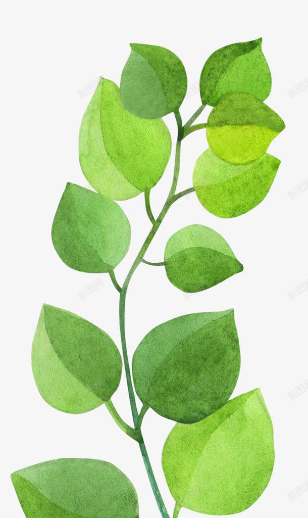爱心图案的植物叶子png免抠素材_88icon https://88icon.com 叶子 枝叶 桔梗 植物 水彩 爱心形状 绿植