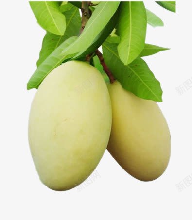 凯特青盲果png免抠素材_88icon https://88icon.com png图片 三亚芒果 产品实物 免费png 免费png元素 免费png素材 新鲜 新鲜芒果 果蔬 水仙芒果 水果 海南芒果 澳芒 田东芒果 白皮芒果 芒果季 芒果水果 芒果节 贵妃芒果 越南芒果 青盲