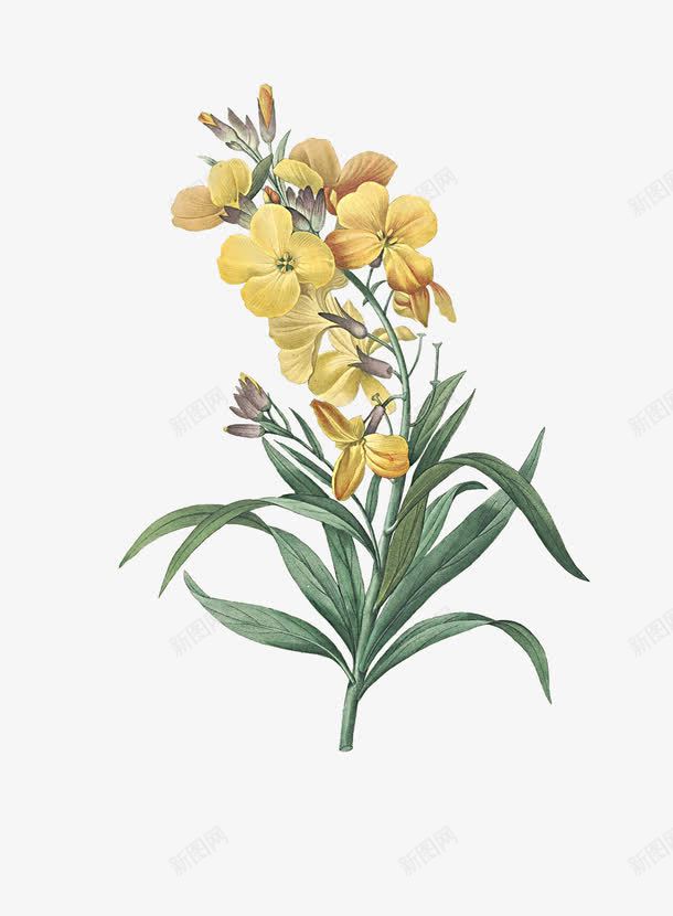手绘小雏菊png免抠素材_88icon https://88icon.com 手绘 插画 文艺 植物 清新 绿色 雏菊