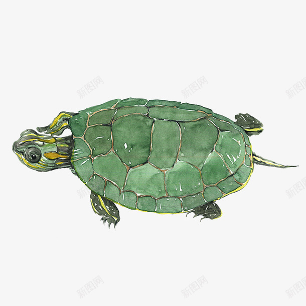 绿色可爱小乌龟图案png免抠素材_88icon https://88icon.com 可爱 小乌龟 手绘 毛笔风 水墨 水彩 海产 海鲜 生物 绿色