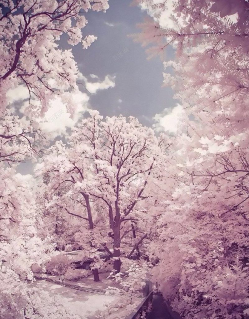 梦幻樱花天空H5背景jpg设计背景_88icon https://88icon.com H5 h5 唯美 天空 小清新 彩色 文艺 日本 梦幻 樱花 简约 风景