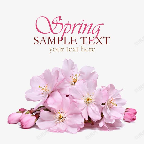 桃花标题png免抠素材_88icon https://88icon.com 春上新 春天 桃花 花朵