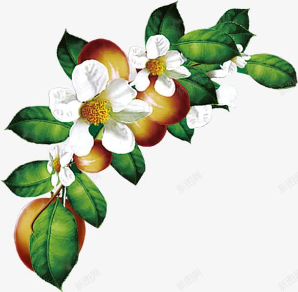 茶油茶树png免抠素材_88icon https://88icon.com 叶子 山茶油 油 白色 绿色 美食 花 花朵 茶叶 茶果 茶树 茶油 食物