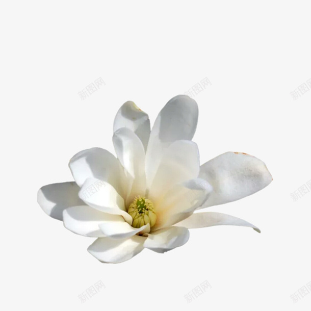 栀子花开png免抠素材_88icon https://88icon.com 一枝 手绘 栀子花叶 栀子花叶子 清新自然 白花 迷人芬芳