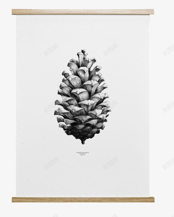 白色的松子装饰画png免抠素材_88icon https://88icon.com 创意 北欧家具 松子 现代 白色 简约 素描 装饰画 黑白