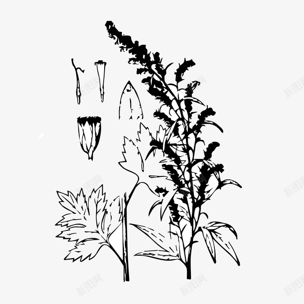 黑白艾叶手绘png免抠素材_88icon https://88icon.com 填色练习 晒干的艾叶 植物 端午节 艾叶 艾叶手绘 艾叶草 药材野菜 装饰 黑白手绘