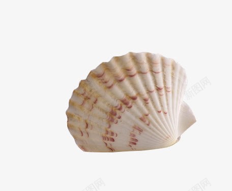 贝壳png免抠素材_88icon https://88icon.com 产品实物 天然贝壳 摆件 海生物 海螺 海边 装饰品 贝壳摆件 贝壳文 贝壳纹