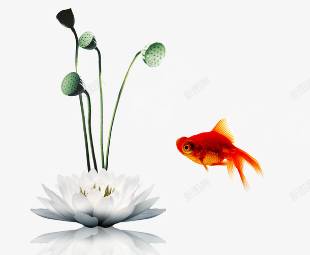 荷花psd免抠素材_88icon https://88icon.com 北京金鱼回头 彩色 水墨画 海报装饰 荷花 金鱼