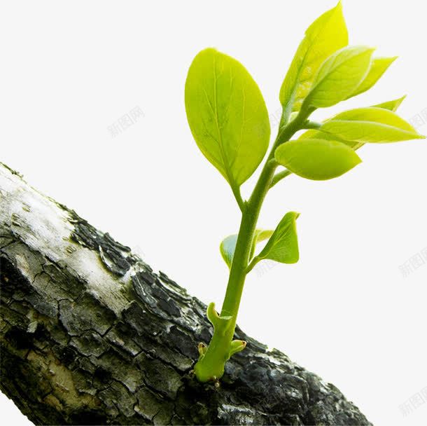 绿色发芽树叶生机树干png免抠素材_88icon https://88icon.com 发芽 树叶 树干 生机 绿色