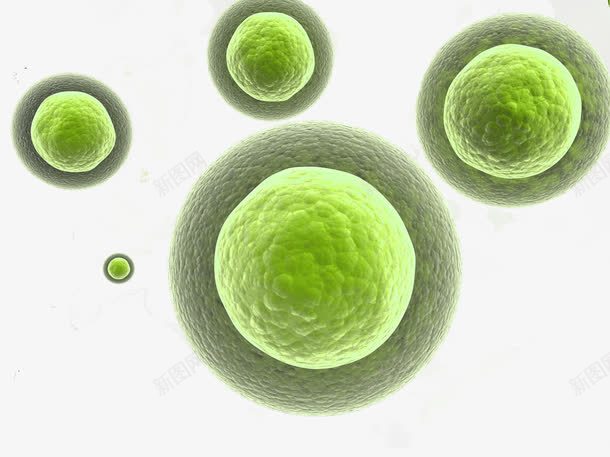 显微镜下的细胞真菌生物结构png免抠素材_88icon https://88icon.com 医疗 显微镜 生物 生物学 生物研究 真菌 细胞 细菌 高清大图