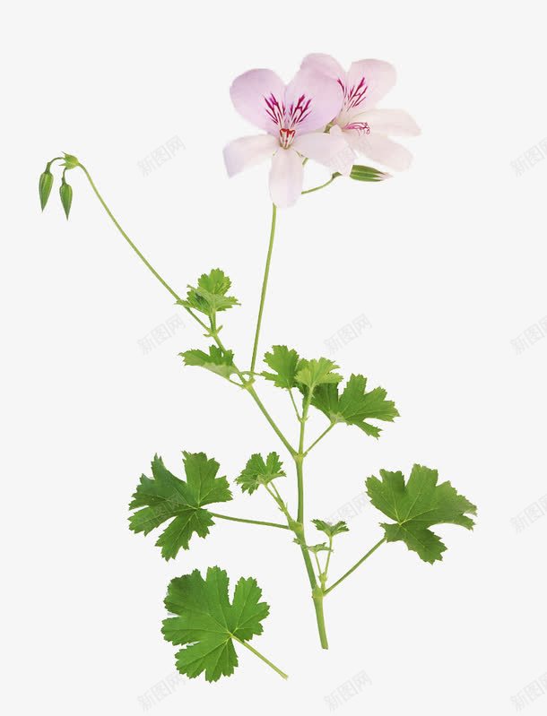天竺葵植株png免抠素材_88icon https://88icon.com 洋绣球 灌木植物 牻牛儿苗科 肉质草本 花色鲜艳 装饰花卉 香叶天竺葵