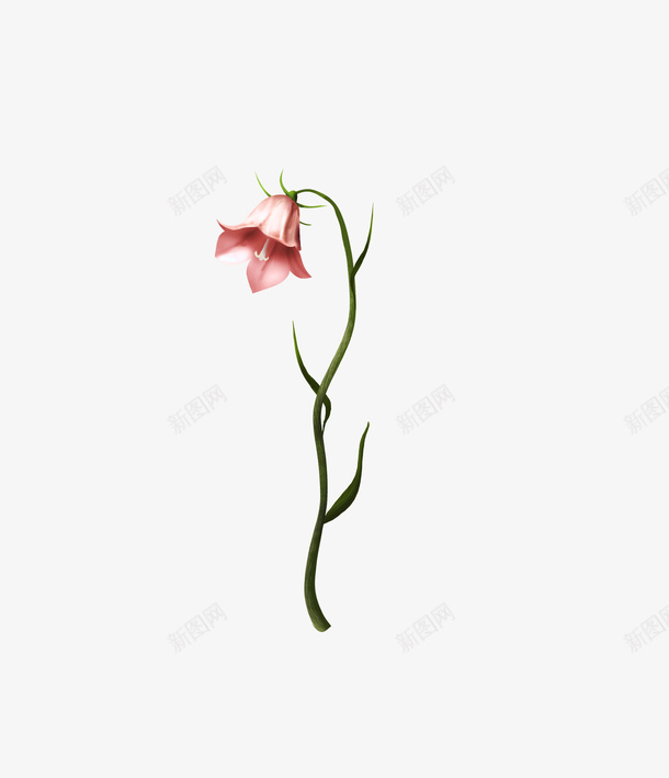 粉色手绘一支花png免抠素材_88icon https://88icon.com 手绘 水彩 粉色 金铃花