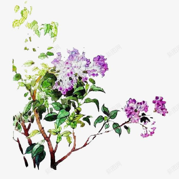 手绘水彩唯美中国风丁香花树插画png免抠素材_88icon https://88icon.com 丁香 丁香树 丁香花 中国风 手绘 手绘丁香 手绘水彩唯美中国风丁香花树插画免抠免费下载 插画 水彩 装饰