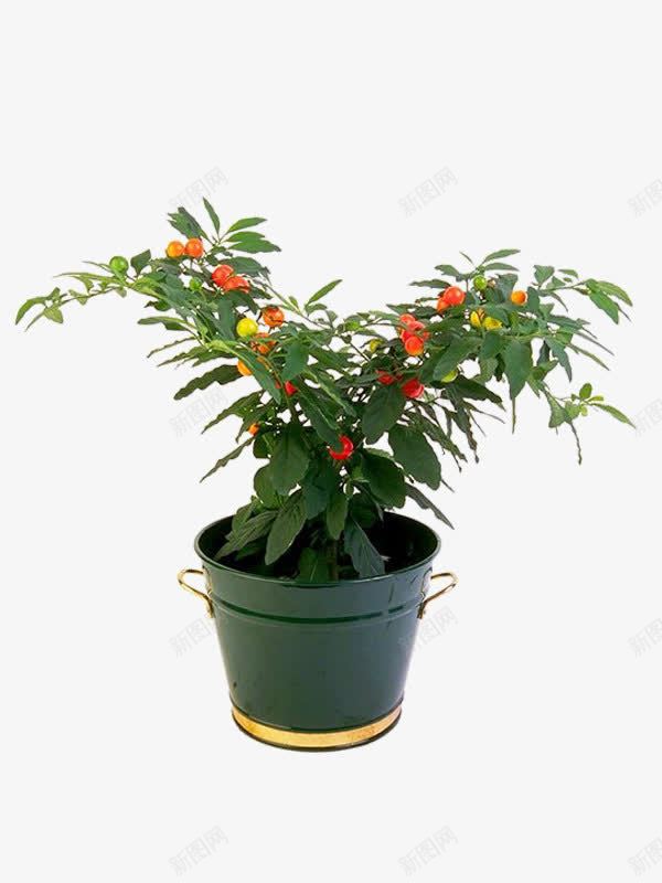 植物盆栽花草景观png免抠素材_88icon https://88icon.com 室内 春 景观 植物 盆栽 绿色 自然 花草