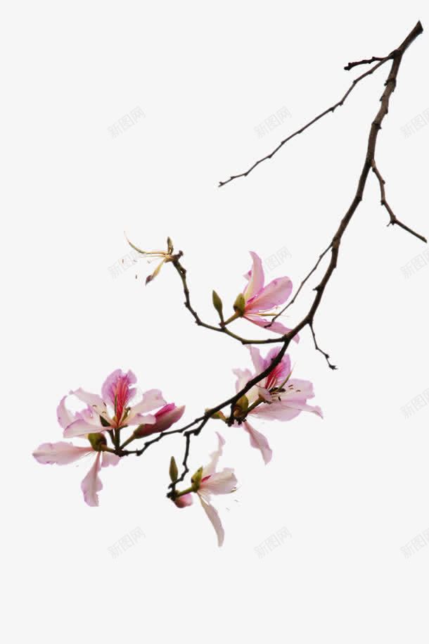 粉色唯美花朵春天png免抠素材_88icon https://88icon.com 春天 粉色 花朵