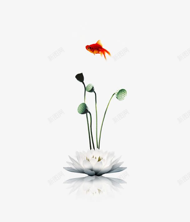 荷花莲蓬png免抠素材_88icon https://88icon.com 残荷图片 白色荷花 莲花 莲蓬 金鱼