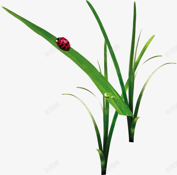 春天绿叶水滴昆虫装饰png免抠素材_88icon https://88icon.com 昆虫 春天 水滴 绿叶 装饰