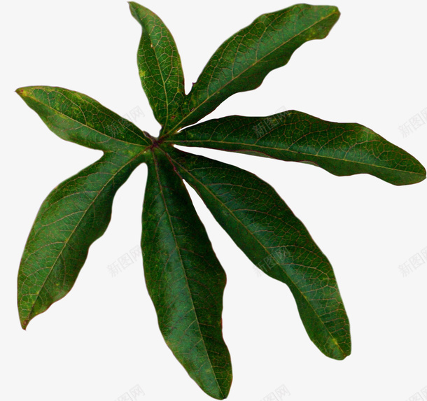 北欧风格春天叶子png免抠素材_88icon https://88icon.com 北欧 叶子 春天 植物 绿色 装饰
