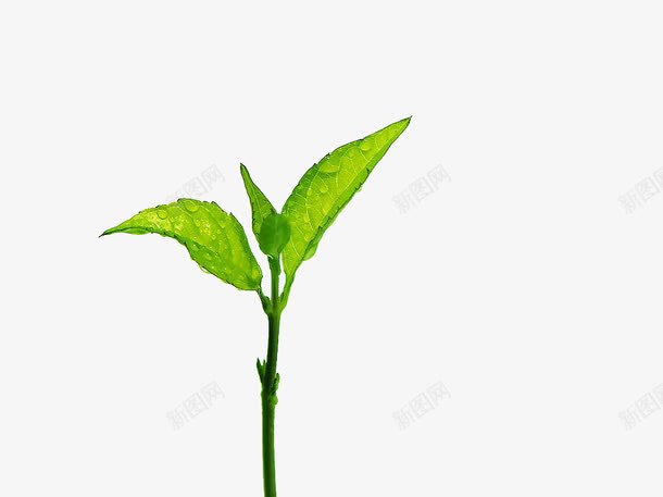 小绿芽与水滴png免抠素材_88icon https://88icon.com 初春的力量 嫩绿 嫩绿的小芽 小绿芽 水滴 活力 绿色 青春