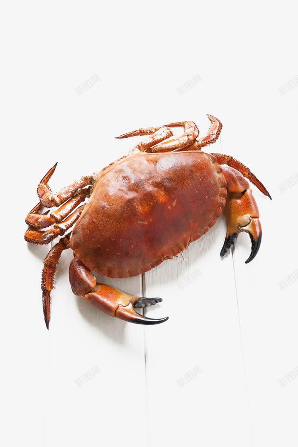 中秋节阳澄湖大闸蟹png免抠素材_88icon https://88icon.com 中秋节阳澄湖大闸蟹 图片美食 大闸蟹 帝王蟹 美食螃蟹 螃蟹 食物食品 餐饮