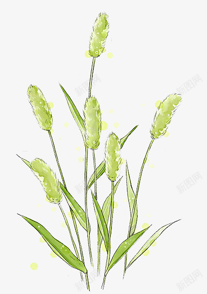 手绘麦穗png免抠素材_88icon https://88icon.com 小麦 手绘图 插图 绿色植物 装饰 青色麦穗 麦穗