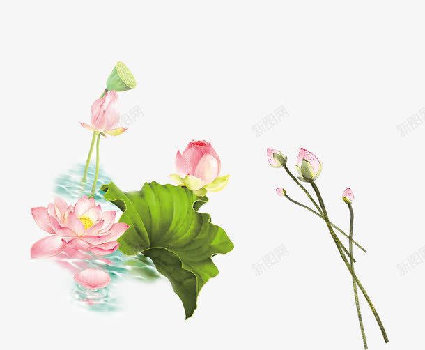 手绘荷花png免抠素材_88icon https://88icon.com 中国风 手绘植物 水彩荷花 茶叶 荷花 莲蓬