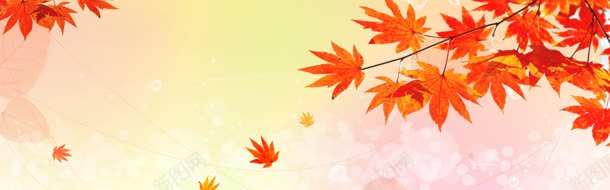 秋天海报bannerjpg设计背景_88icon https://88icon.com 枫叶 枫树 线条