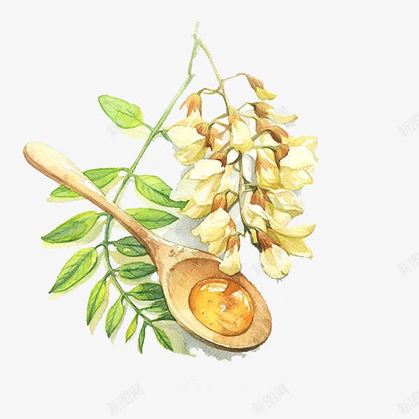 洋槐花花蜜手绘png免抠素材_88icon https://88icon.com 手绘 槐花 洋槐 花蜜