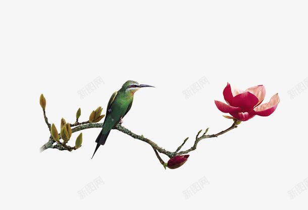 传统古典风格的花鸟png免抠素材_88icon https://88icon.com 传统 古典 国画 玉兰花 花 鸟