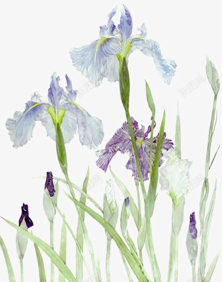 小清新水彩鸢尾草系列png免抠素材_88icon https://88icon.com 中国风 免抠植物 小清新 水彩 淡雅 紫色系 鸢尾草