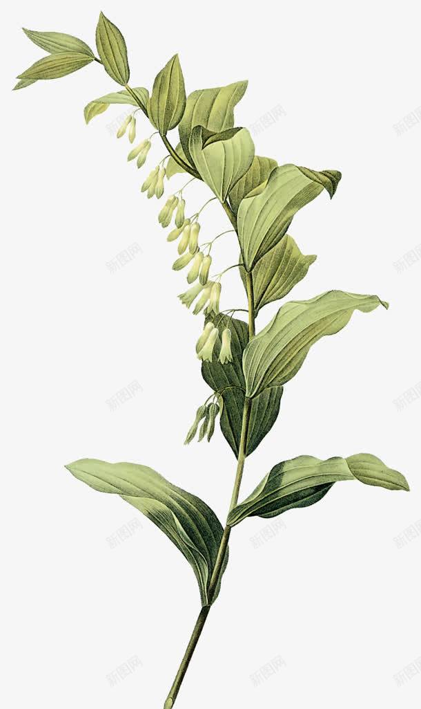手绘植物花朵绿色叶子png免抠素材_88icon https://88icon.com 叶子 手绘 植物 绿色 花朵