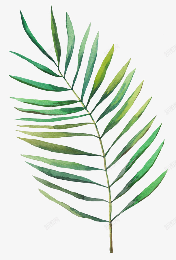 彩色美丽的细长叶子png免抠素材_88icon https://88icon.com 创意 可爱 叶子 小清晰 彩色 手绘 枝叶 植物 飘逸