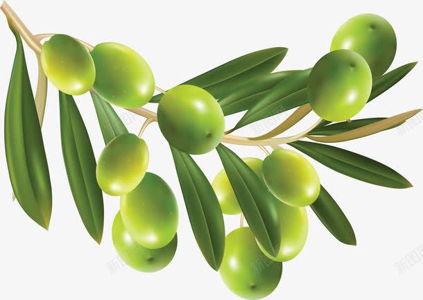 绿橄榄装饰png免抠素材_88icon https://88icon.com 水果 绿橄榄 食材 食物