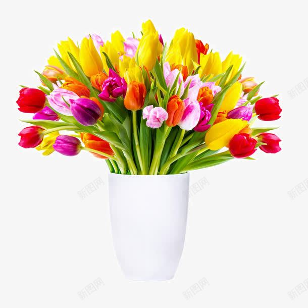 美丽的郁金香花朵png免抠素材_88icon https://88icon.com 彩色花朵花卉 美丽植物绿叶 美丽的郁金香花朵 花盆植物 花草图片 荷兰国花 郁金香 鲜花花朵