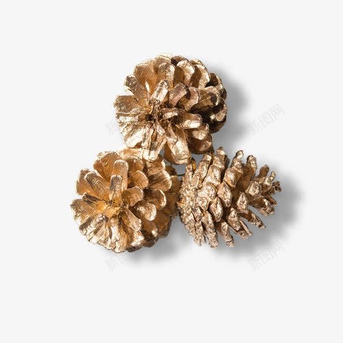 DIY干花松塔png免抠素材_88icon https://88icon.com DIY 产品食物 干花 松塔 松树 植物