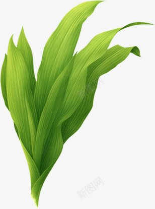 绿色水草植物美景png免抠素材_88icon https://88icon.com 植物 水草 绿色 美景