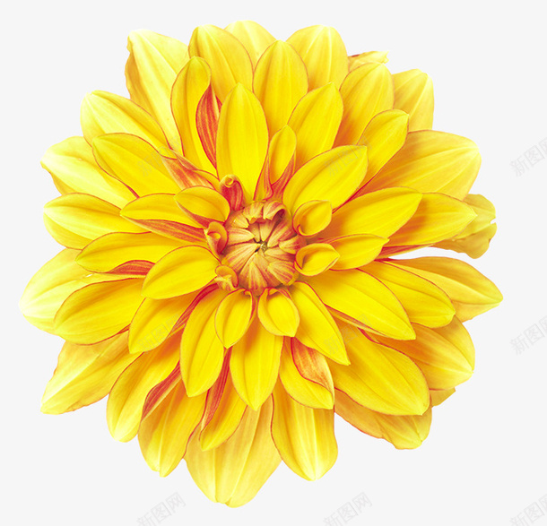 金黄色的绽放的菊花png免抠素材_88icon https://88icon.com daisy 植物 花 花朵 花瓣 花语 菊花 菊花图案 雏菊 雏菊花瓣