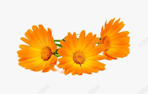 三朵万寿菊png免抠素材_88icon https://88icon.com 万寿菊 三朵万寿菊 实物 盛开 花 菊花 金盏花 金黄色 高清图片