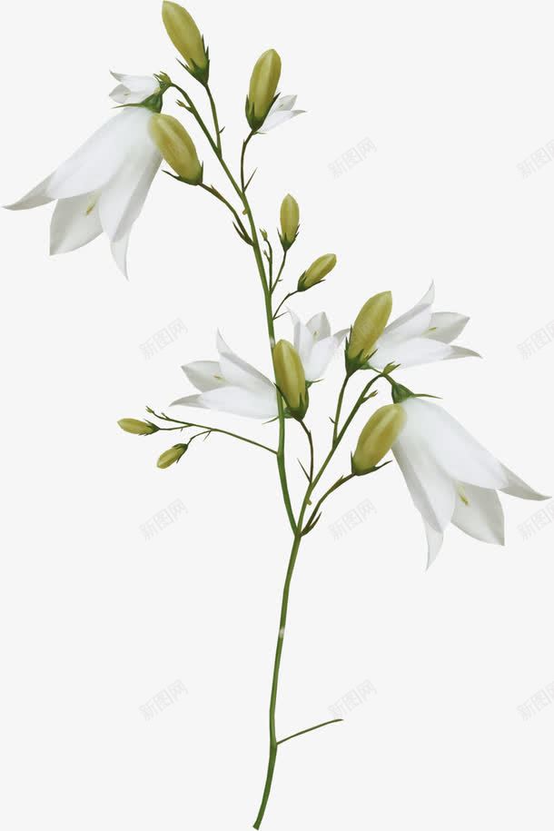 白色百合花花枝png免抠素材_88icon https://88icon.com 白色百合花 百合花 花枝 花苞