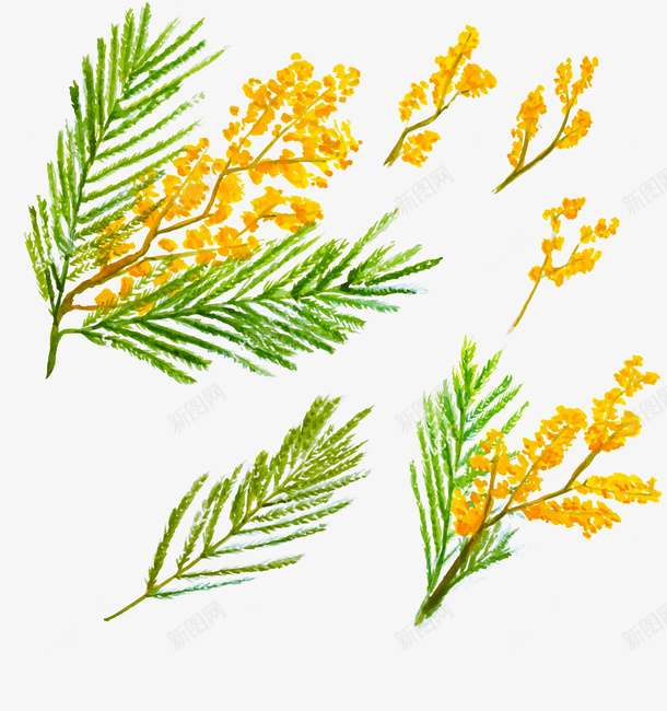 灿烂的含羞草png免抠素材_88icon https://88icon.com 儿童蜡笔画 含羞草 害羞草 植物 水墨画 蜡笔画 蜡笔质感 金黄色 鲜花