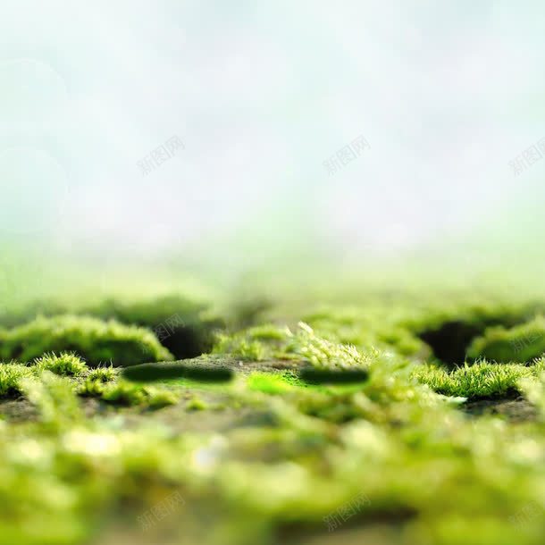 植物丛林主图背景png免抠素材_88icon https://88icon.com 丛林 主图背景 梦幻 植物