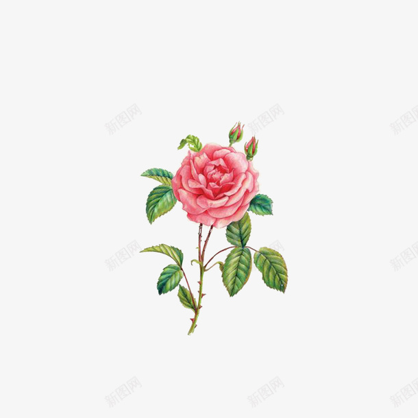 栀子花开png免抠素材_88icon https://88icon.com 一枝 手绘 栀子花叶 栀子花叶子 清新自然 白花 绿叶 迷人芬芳