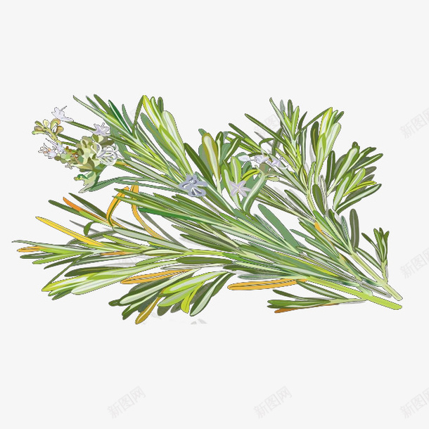 手绘开花的新鲜迷迭香插画png免抠素材_88icon https://88icon.com 开花 手绘 手绘迷迭香 插画 花语 草本 调料 迷迭香 食物