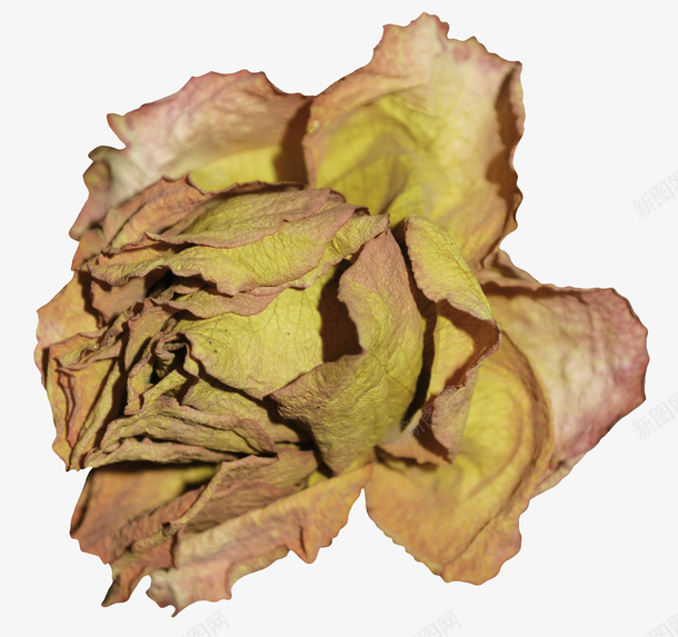 枯萎的花朵png免抠素材_88icon https://88icon.com 凋谢 枯萎 的花朵 装饰