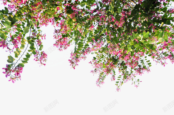 前景树红花羊蹄甲系列png免抠素材_88icon https://88icon.com 中华人民共和国香港特别行政区 中国香港 前景树 宫粉紫荆 植物 清新 粉色系 羊蹄甲 香港紫荆
